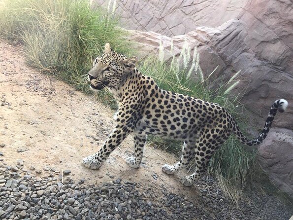 Arabian-Wildlife-Center